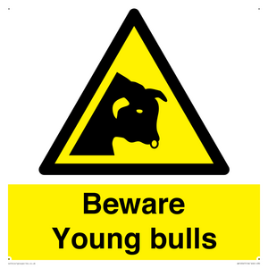 Beware Young bulls